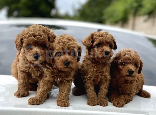 Red Brown Dişi Erkek Toy Poodle Yavrularımız