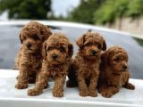 Red Brown Dişi Erkek Toy Poodle Yavrularımız