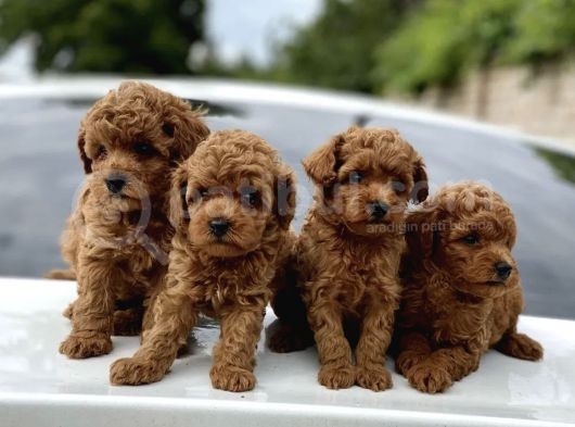 Red Brown Dişi Erkek Toy Poodle Yavrularımız görsel