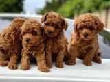 Red Brown Dişi Erkek Toy Poodle Yavrularımız