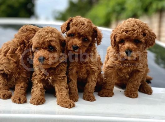 Red Brown Dişi Erkek Toy Poodle Yavrularımız görsel