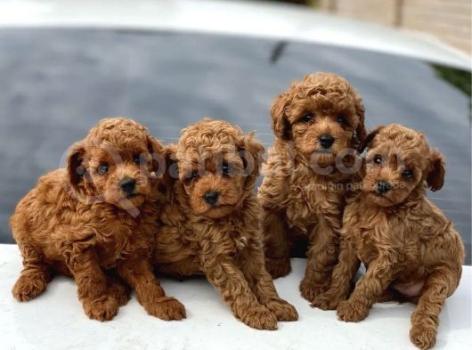 Red Brown Dişi Erkek Toy Poodle Yavrularımız görsel