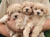 dizayn ırk sevimli maltipoo yavrular