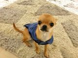 Sağlık ve ırk garantili minik chihuahua