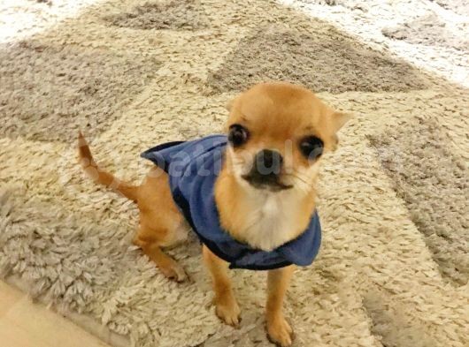 Sağlık Ve Irk Garantili Minik Chihuahua