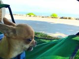 Sağlık Ve Irk Garantili Minik Chihuahua