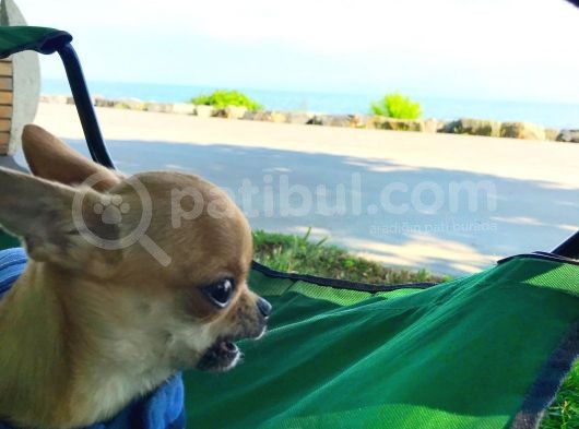 Sağlık Ve Irk Garantili Minik Chihuahua görsel