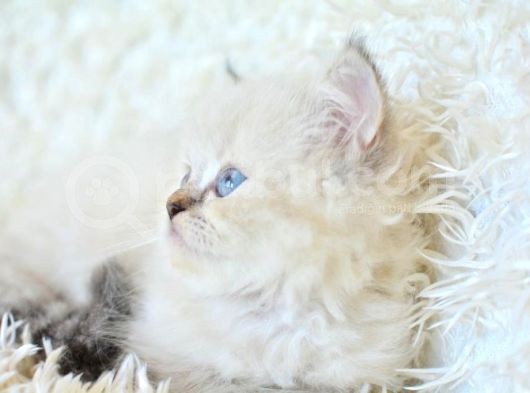 Mas Mavi Gözlü Muhteşem British Longhair Ny1133 görsel