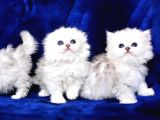 Üst Düzey Silver Longhair Yavrularımız