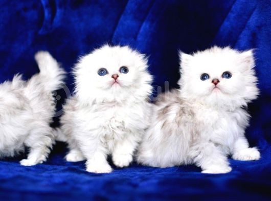 Üst Düzey Silver Longhair Yavrularımız görsel