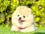 Ayıcık Surat Pomeranian Yavrular