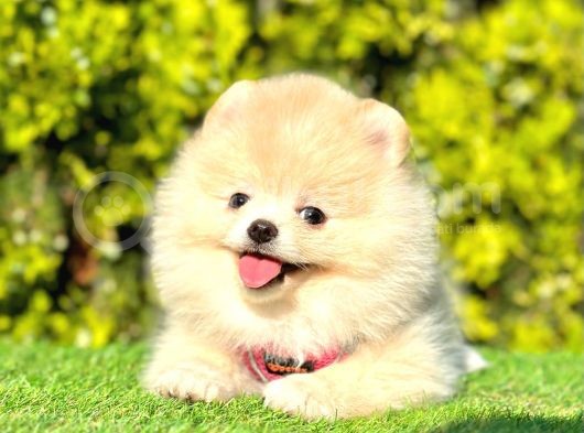 Ayıcık Surat Pomeranian Yavrular görsel