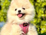 Ayıcık Surat Pomeranian Yavrular