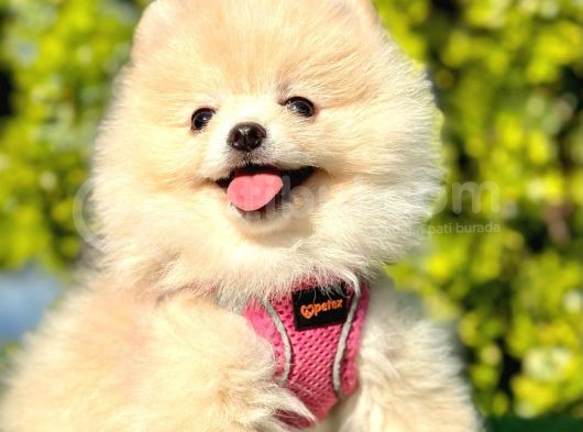 Ayıcık Surat Pomeranian Yavrular görsel