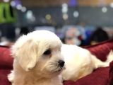 Vonalp Pet Garantisiyle Efsane Güzelli̇kte Maltese Terrier