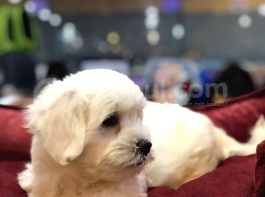 Vonalp Pet Güvencesi̇yle Maltese Terrier Yavrulari