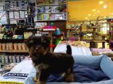 Yorkshire Terrier Saf Irk Yavrular Vonalp Pet Guvencesi̇yle