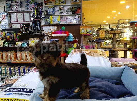 Yorkshire Terrier Saf Irk Yavrular Vonalp Pet Guvencesi̇yle görsel