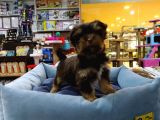 Yorkshire Terrier Saf Irk Yavrular Vonalp Pet Guvencesi̇yle