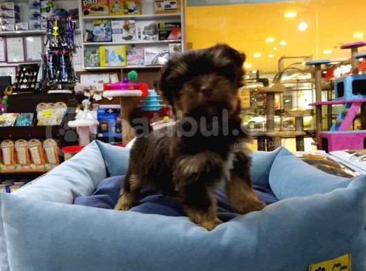 Yorkshire Terrier Saf Irk Yavrular Vonalp Pet Guvencesi̇yle görsel