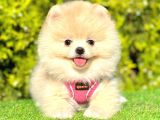 ayıcık surat pomeranian yavrular