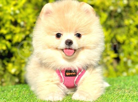 Ayıcık Surat Pomeranian Yavrular