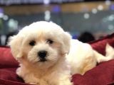 Vonalp Pet Garantisiyle Efsane Güzelli̇kte Maltese Terrier
