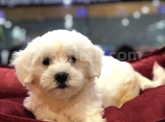 Vonalp Pet Güvencesi̇yle Maltese Terrier Yavrulari görsel