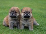 Chow Chow Çin Aslanı Yavrularımız