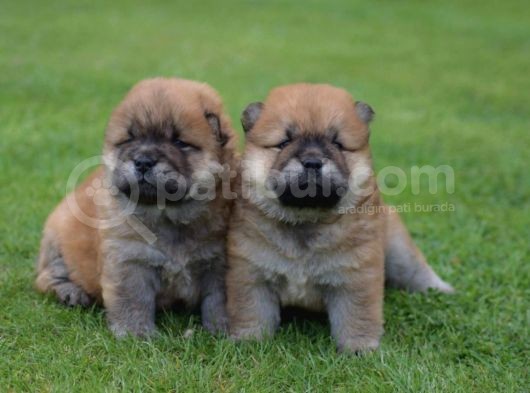 Chow Chow Çin Aslanı Yavrularımız görsel
