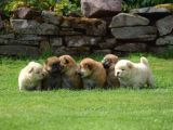Chow Chow Çin Aslanı Yavrularımız