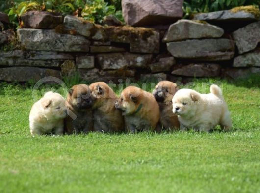 Chow Chow Çin Aslanı Yavrularımız