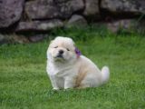 Chow Chow Çin Aslanı Yavrularımız