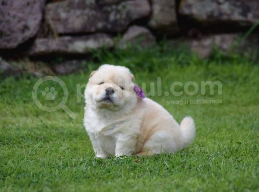 Chow Chow Çin Aslanı Yavrularımız görsel