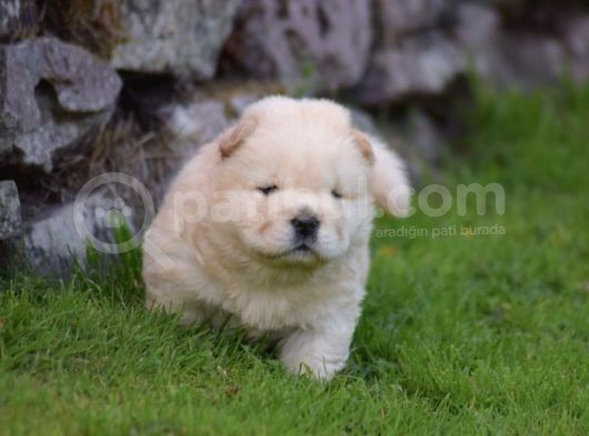 Chow Chow Çin Aslanı Yavrularımız görsel