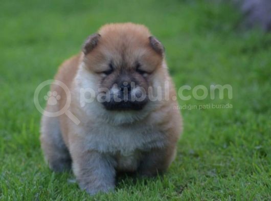 Chow Chow Çin Aslanı Yavrularımız görsel