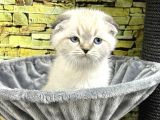 VONALP PET GARANTISIYLE ScOTTİSH FOLD BEBEKLERIMIZ