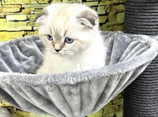 Vonalp Pet Garantisiyle Scotti̇sh Fold Bebeklerimiz görsel