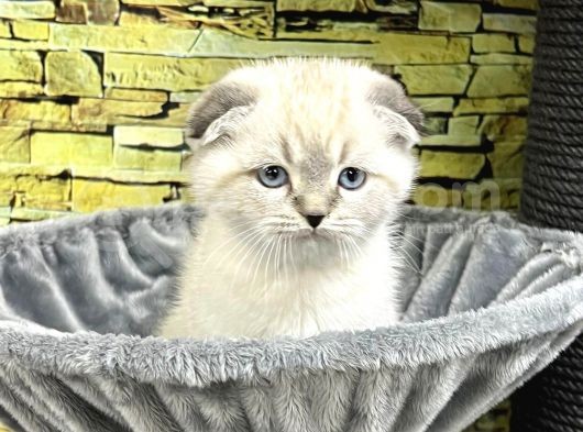 Vonalp Pet Garantisiyle Scotti̇sh Fold Bebeklerimiz görsel