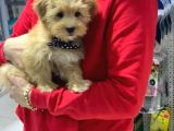 MALTİPOO BEBEKLERIMIZ VONALP PET GARANTISIYLE