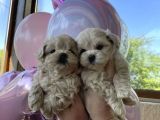 Kokusuz anti alerjenik Maltipoo ırkı yavrusu