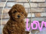 Mükemmel Toy Poodle Bebeklerim