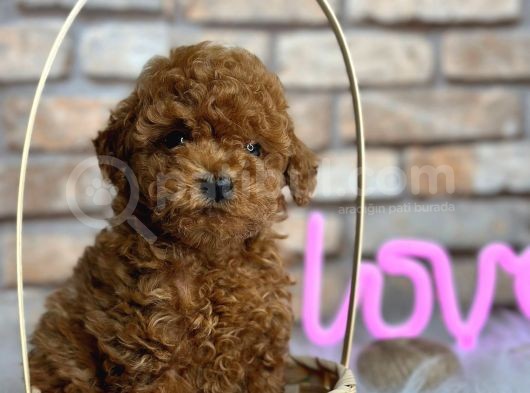 Mükemmel Toy Poodle Bebeklerim görsel