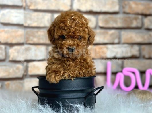 Mükemmel Toy Poodle Bebeklerim görsel
