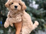 A Kalite Maltipoo Bebekler