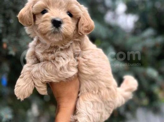A Kalite Maltipoo Bebekler görsel