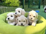 Tatlılık abidesi maltipoo bebekler