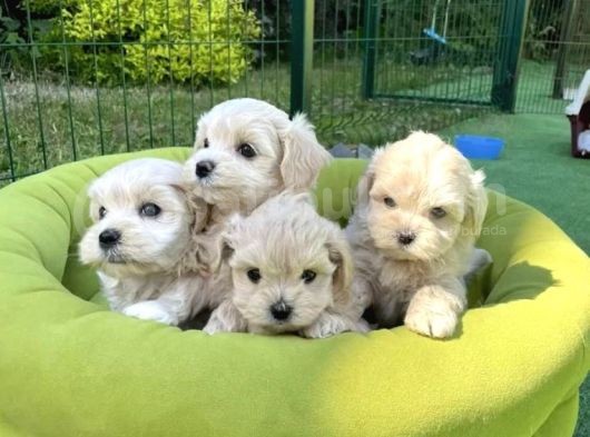 Tatlılık Abidesi Maltipoo Bebekler