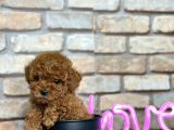 Mükemmel Toy Poodle Bebeklerim