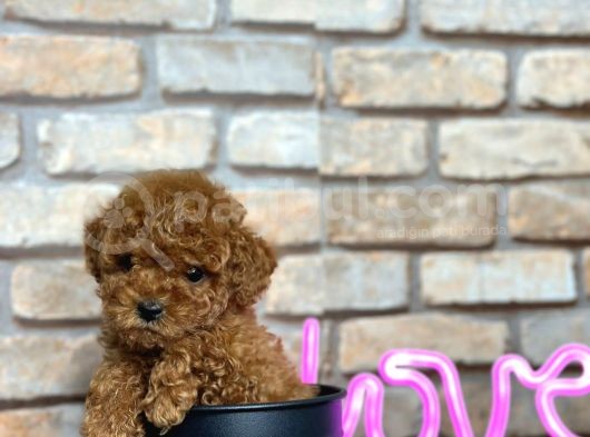 Mükemmel Toy Poodle Bebeklerim görsel